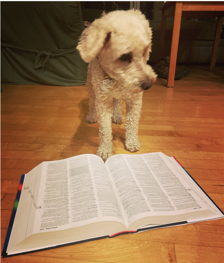 Dog seeming to read a dictionary.